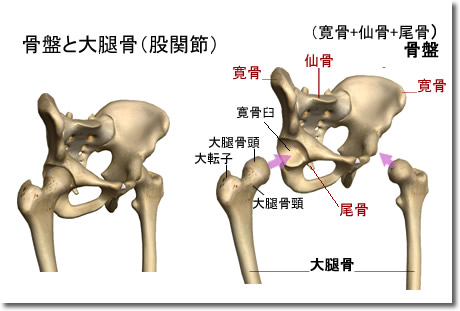 骨盤と大腿骨